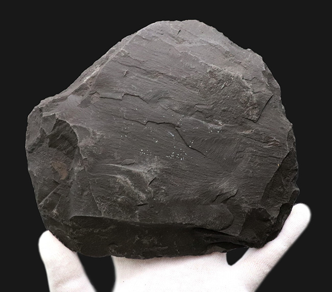 サービスプライス！世界的有名産地、ドイツ、ホルツマーデン産のハルポセラス（Harpoceras）のマルチプレート化石（その6）