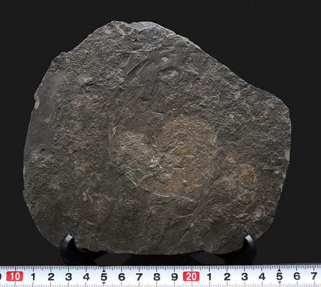 サービスプライス！世界的有名産地、ドイツ、ホルツマーデン産のハルポセラス（Harpoceras）のマルチプレート化石（その8）