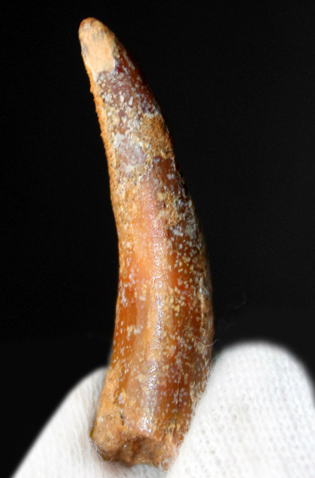 白亜紀前期の翼竜、コロボリンクス(Coloborhynchus moroccensis)の上質の歯の化石(その1)