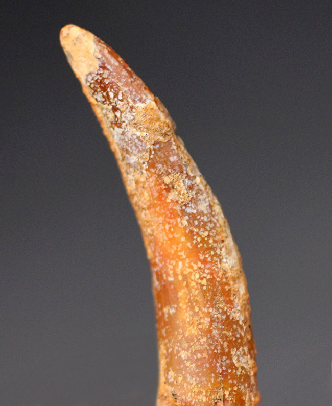 白亜紀前期の翼竜、コロボリンクス(Coloborhynchus moroccensis)の上質の歯の化石(その2)