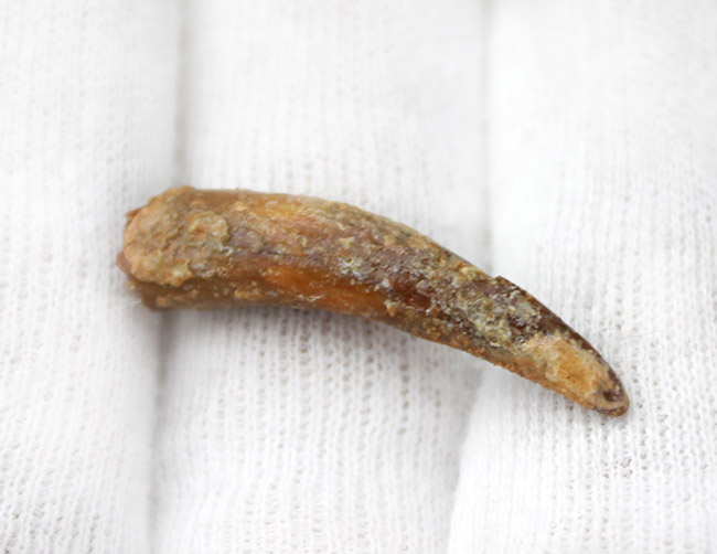 白亜紀前期の翼竜、コロボリンクス(Coloborhynchus moroccensis)の上質の歯の化石(その4)