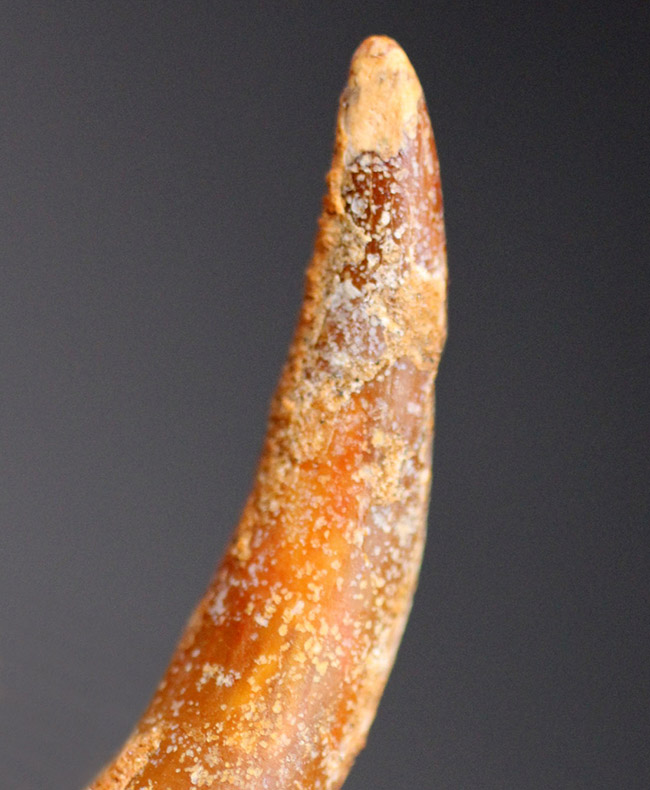 白亜紀前期の翼竜、コロボリンクス(Coloborhynchus moroccensis)の上質の歯の化石(その5)