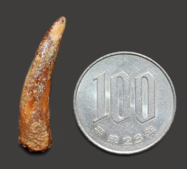 白亜紀前期の翼竜、コロボリンクス(Coloborhynchus moroccensis)の上質の歯の化石(その7)