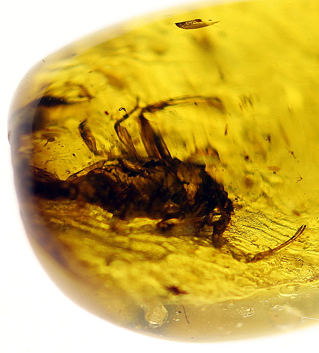 目を凝らして下さい！1億年前のサソリを内包したビルマ琥珀。希少性計測不能。（その3）