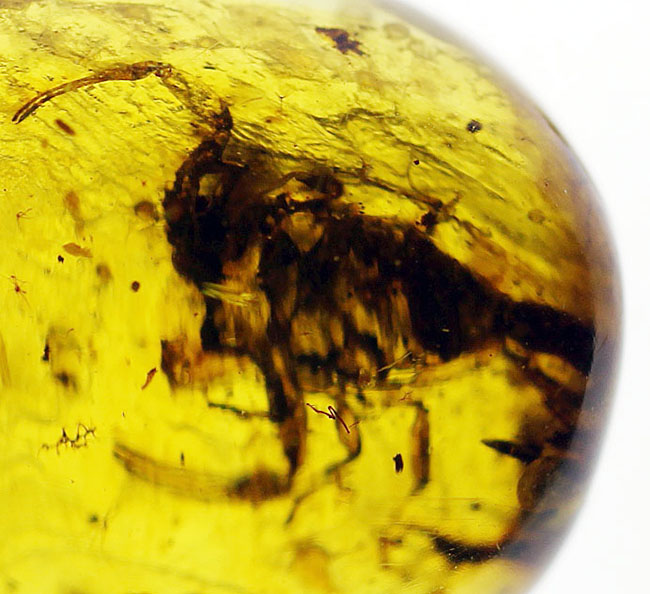目を凝らして下さい！1億年前のサソリを内包したビルマ琥珀。希少性計測不能。（その7）