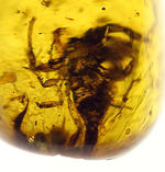 目を凝らして下さい！1億年前のサソリを内包したビルマ琥珀。希少性計測不能。