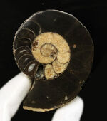 極厚！厚み４センチ超えのアンモナイト、クリオスカフィテス（Clioscaphites）のハーフカットペア標本