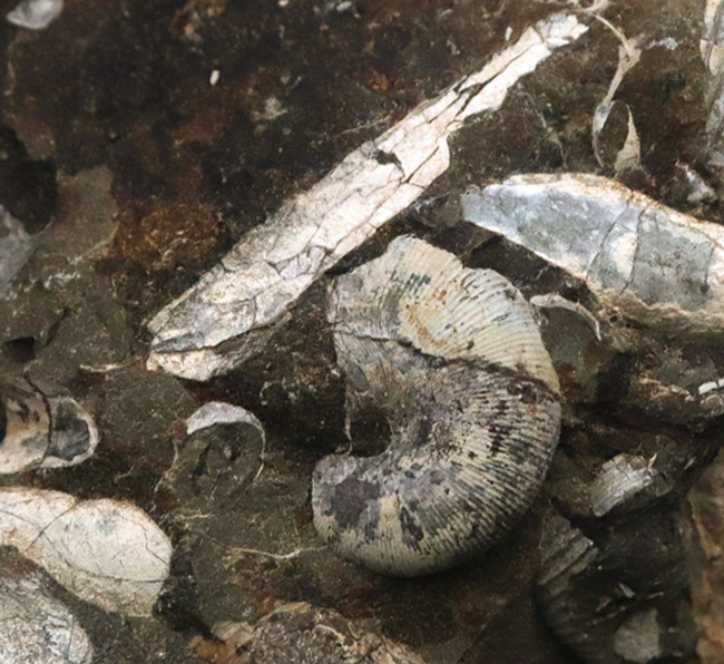 ザ・群集標本!北海道北部中川町の白亜紀の地層から採集されたフィロセラス(Phylloceras)、ポリプチコセラス(Polyptychoceras)を含む石塊(その3)