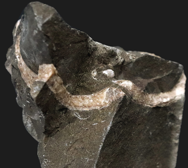 ザ・群集標本！北海道北部中川町の白亜紀の地層から採集された