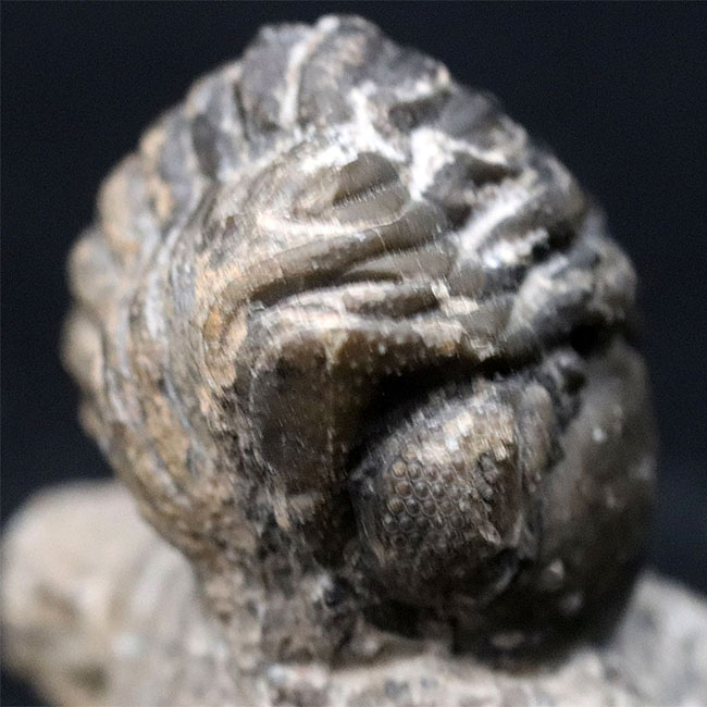 パックマン！見事なエンロール姿勢をとっているデボン紀の三葉虫、リードプス（Reedops）の化石（その3）