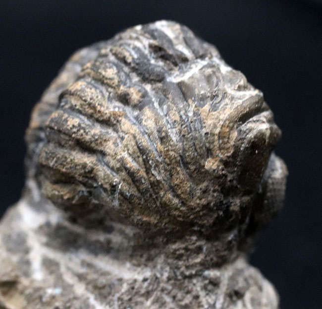 パックマン！見事なエンロール姿勢をとっているデボン紀の三葉虫、リードプス（Reedops）の化石（その4）