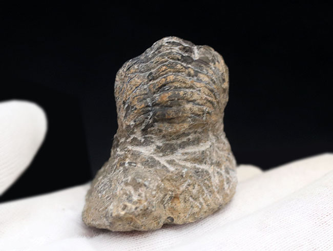 パックマン！見事なエンロール姿勢をとっているデボン紀の三葉虫、リードプス（Reedops）の化石（その6）