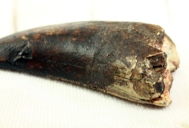 どこから眺めてみても良形！先端まで欠損がないカルカロドントサウルス歯化石（その9）