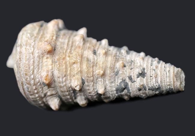 珍しいビカリアの断面カット＆ポリッシュ標本、多数の突起が完全保存された、希少な国内産のビカリア（Vicarya）（その1）
