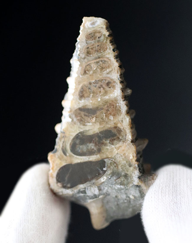 珍しいビカリアの断面カット＆ポリッシュ標本、多数の突起が完全保存された、希少な国内産のビカリア（Vicarya）（その2）