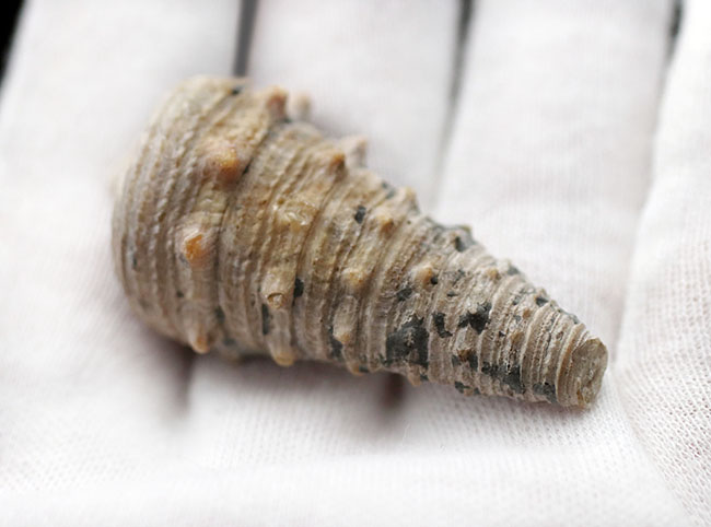 ビカリアの化石 なぎビカリアミュージアム - 1600万年前の本物の化石が採集できる化石