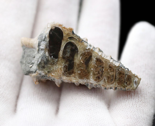 珍しいビカリアの断面カット＆ポリッシュ標本、多数の突起が完全保存された、希少な国内産のビカリア（Vicarya）（その5）