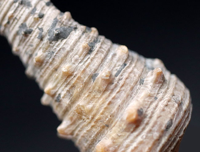 珍しいビカリアの断面カット＆ポリッシュ標本、多数の突起が完全保存された、希少な国内産のビカリア（Vicarya）（その6）