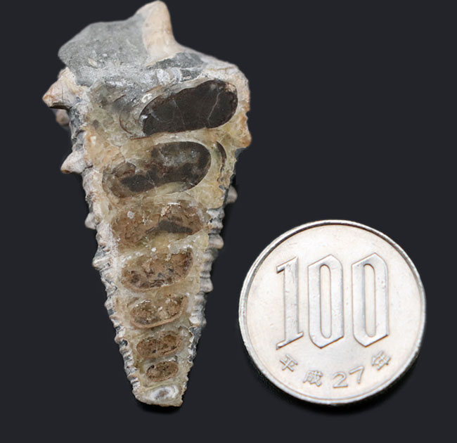 珍しいビカリアの断面カット＆ポリッシュ標本、多数の突起が完全保存された、希少な国内産のビカリア（Vicarya）（その7）