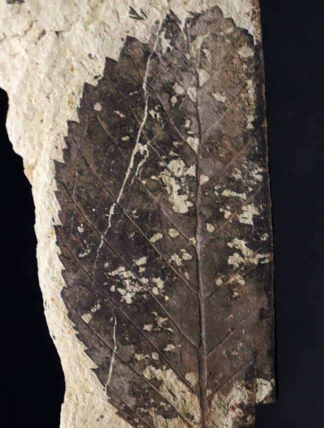 国産マニアックシリーズ！特徴的なギザギザの縁部を持つ、木の葉化石（その1）