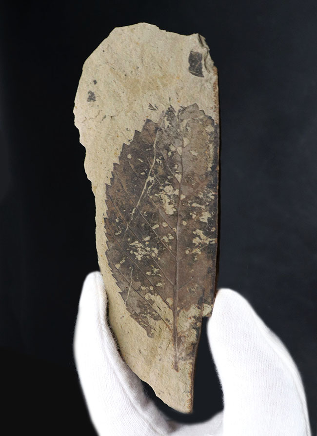 国産マニアックシリーズ！特徴的なギザギザの縁部を持つ、木の葉化石（その2）