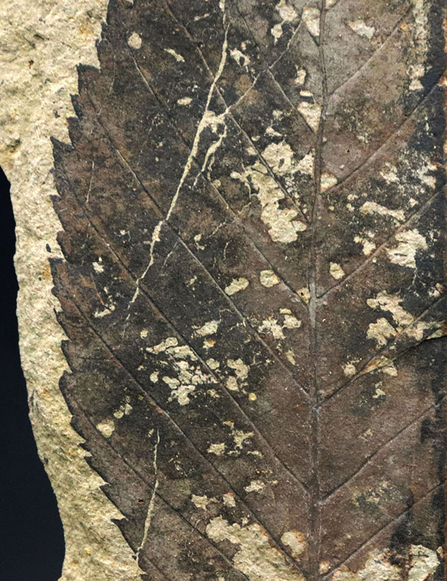 国産マニアックシリーズ！特徴的なギザギザの縁部を持つ、木の葉化石（その7）