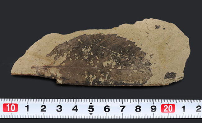 国産マニアックシリーズ！特徴的なギザギザの縁部を持つ、木の葉化石（その8）