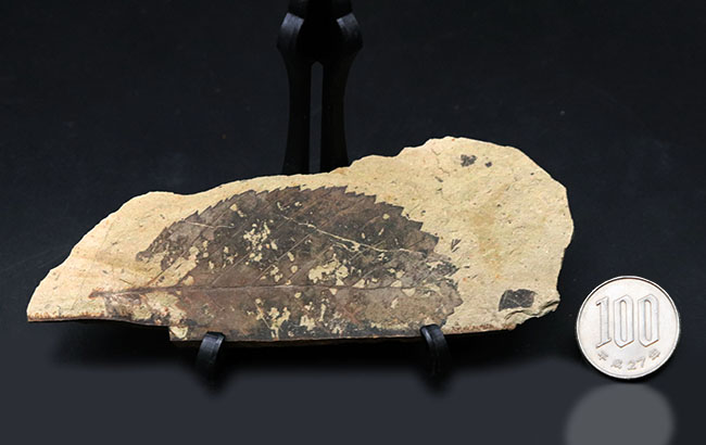 国産マニアックシリーズ！特徴的なギザギザの縁部を持つ、木の葉化石（その9）