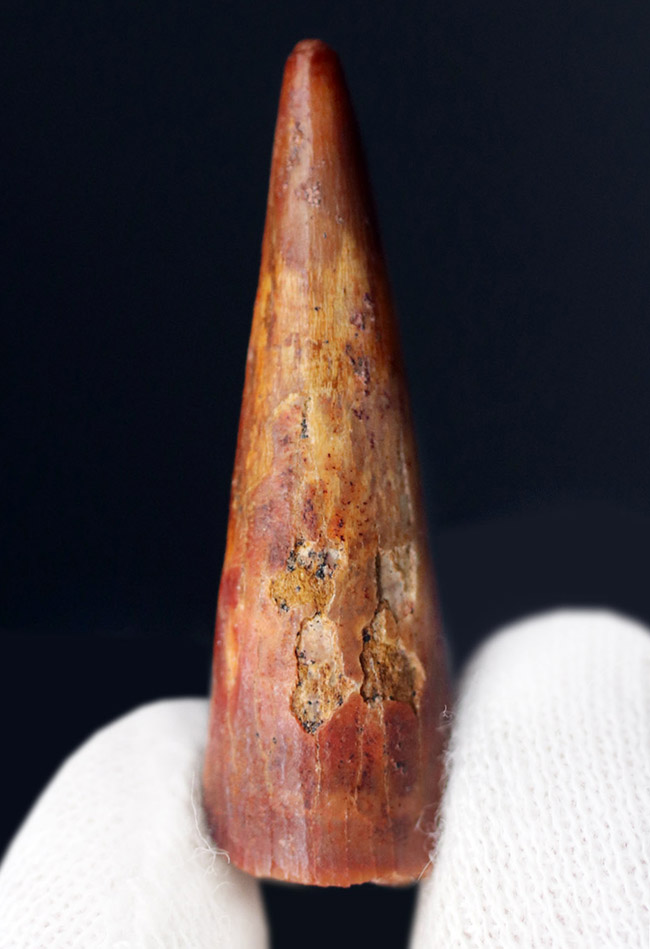 保存状態良好、歯先まではっすぐに伸びた、翼竜、シロッコプテリクス(Siroccopteryx moroccensis)歯化石(その2)