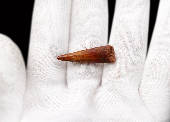 保存状態良好、歯先まではっすぐに伸びた、翼竜、シロッコプテリクス(Siroccopteryx moroccensis)歯化石(その3)