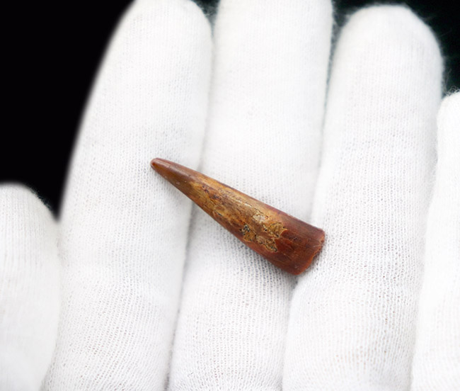 保存状態良好、歯先まではっすぐに伸びた、翼竜、シロッコプテリクス(Siroccopteryx moroccensis)歯化石(その4)