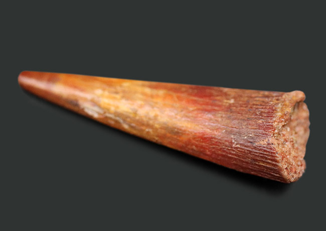 保存状態良好、歯先まではっすぐに伸びた、翼竜、シロッコプテリクス(Siroccopteryx moroccensis)歯化石(その5)