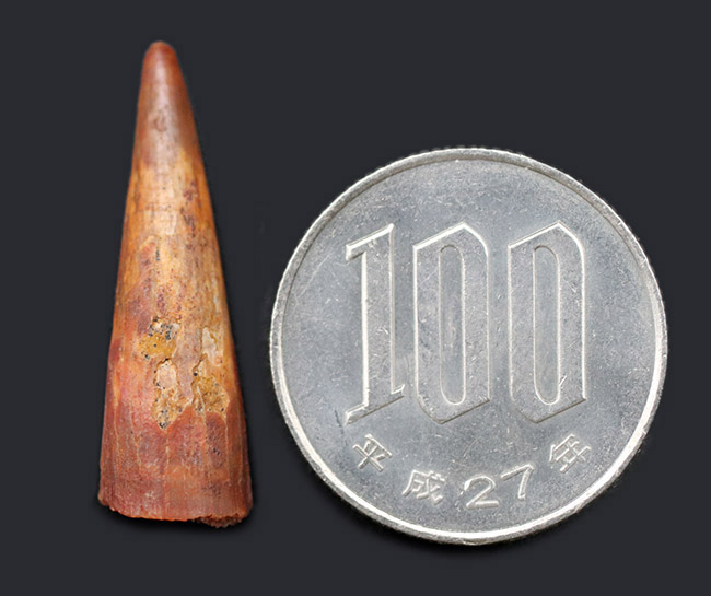 保存状態良好、歯先まではっすぐに伸びた、翼竜、シロッコプテリクス(Siroccopteryx moroccensis)歯化石(その7)