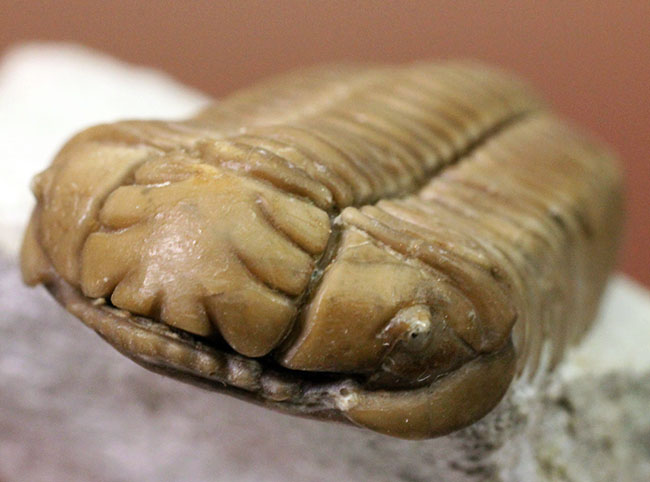 保存状態極めて良好、珍しいロシア産のファコプス目の三葉虫。ハイポストマが保存された”完全”なプリオメラ・フィシェリ（Pliomera fischeri）（その10）