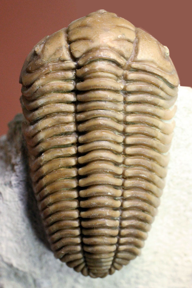 保存状態極めて良好、珍しいロシア産のファコプス目の三葉虫。ハイポストマが保存された”完全”なプリオメラ・フィシェリ（Pliomera fischeri）（その11）
