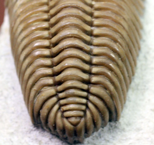 保存状態極めて良好、珍しいロシア産のファコプス目の三葉虫。ハイポストマが保存された”完全”なプリオメラ・フィシェリ（Pliomera fischeri）（その12）