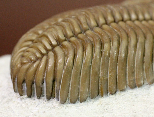 保存状態極めて良好、珍しいロシア産のファコプス目の三葉虫。ハイポストマが保存された”完全”なプリオメラ・フィシェリ（Pliomera fischeri）（その13）