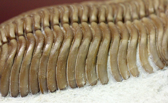 保存状態極めて良好、珍しいロシア産のファコプス目の三葉虫。ハイポストマが保存された”完全”なプリオメラ・フィシェリ（Pliomera fischeri）（その14）