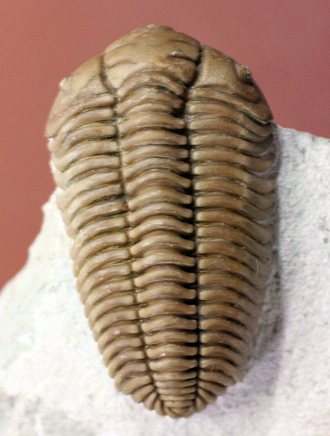保存状態極めて良好、珍しいロシア産のファコプス目の三葉虫。ハイポストマが保存された”完全”なプリオメラ・フィシェリ（Pliomera fischeri）（その2）