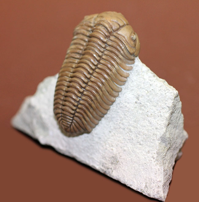 保存状態極めて良好、珍しいロシア産のファコプス目の三葉虫