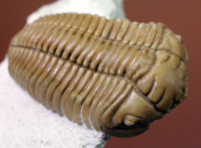 保存状態極めて良好、珍しいロシア産のファコプス目の三葉虫。ハイポストマが保存された”完全”なプリオメラ・フィシェリ（Pliomera fischeri）（その5）