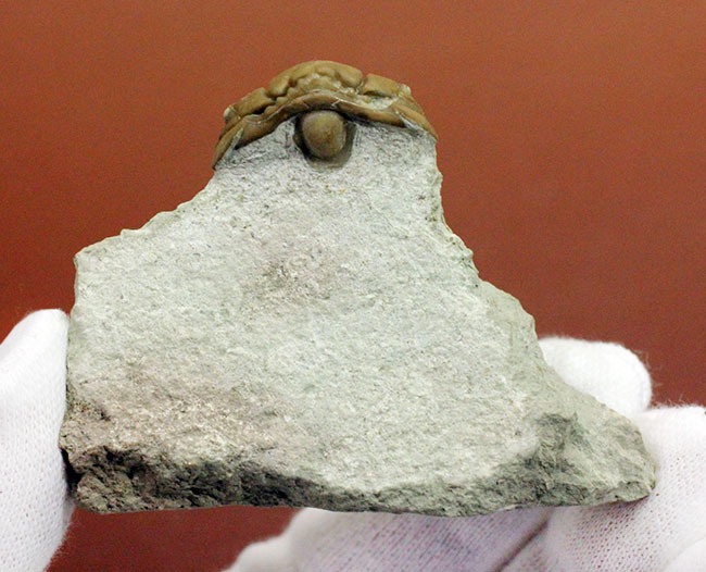 保存状態極めて良好、珍しいロシア産のファコプス目の三葉虫。ハイポストマが保存された”完全”なプリオメラ・フィシェリ（Pliomera fischeri）（その6）