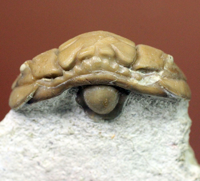 保存状態極めて良好、珍しいロシア産のファコプス目の三葉虫。ハイポストマが保存された”完全”なプリオメラ・フィシェリ（Pliomera fischeri）（その8）