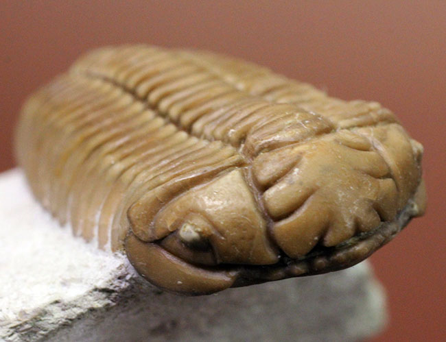 保存状態極めて良好、珍しいロシア産のファコプス目の三葉虫。ハイポストマが保存された”完全”なプリオメラ・フィシェリ（Pliomera fischeri）（その9）