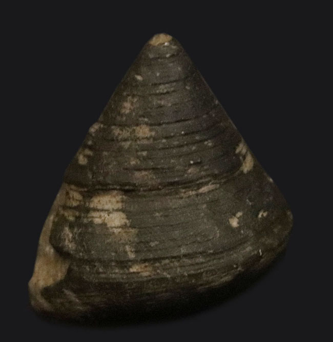 古代のウミウシの仲間、この殻を背負ってゆっくりと移動したことでしょう、腹足類、ゼノフォラ(Xenophora)の殻の化石(その1)