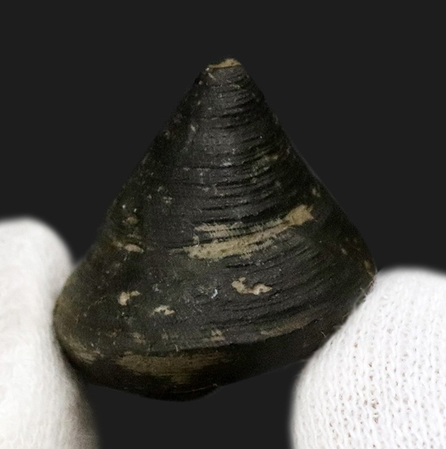 古代のウミウシの仲間、この殻を背負ってゆっくりと移動したことでしょう、腹足類、ゼノフォラ（Xenophora）の殻の化石（その2）