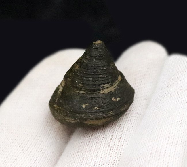 古代のウミウシの仲間、この殻を背負ってゆっくりと移動したことでしょう、腹足類、ゼノフォラ(Xenophora)の殻の化石(その3)