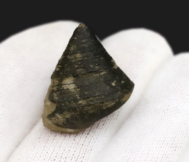 古代のウミウシの仲間、この殻を背負ってゆっくりと移動したことでしょう、腹足類、ゼノフォラ(Xenophora)の殻の化石(その4)
