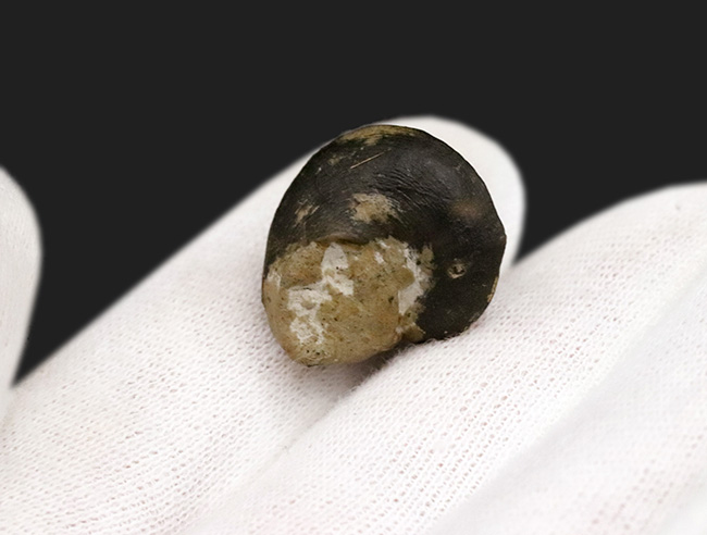 古代のウミウシの仲間、この殻を背負ってゆっくりと移動したことでしょう、腹足類、ゼノフォラ(Xenophora)の殻の化石(その5)