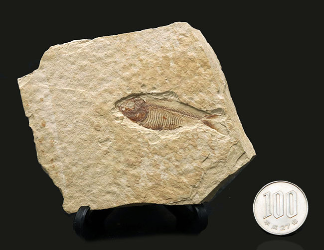 骨１本１本がくっきりと保存された、状態の良いゴシウテクティス（Gosiutichtys）の化石（その10）
